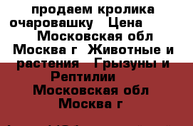 продаем кролика очаровашку › Цена ­ 1 000 - Московская обл., Москва г. Животные и растения » Грызуны и Рептилии   . Московская обл.,Москва г.